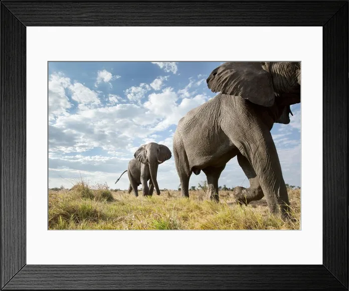 Framed Print : An abstract image from a low angle of elephants as they walk from Hwange national Park to Chobe National Park, Botswana Framed Print : An abstract image from a low angle of elephants as they walk from Hwange national Park to Chobe National Park, Botswana