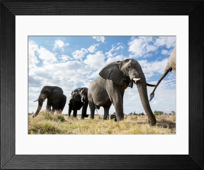 Framed Print : An abstract image from a low angle of elephants as they walk from Hwange national Park to Chobe National Park, Botswana Framed Print : An abstract image from a low angle of elephants as they walk from Hwange national Park to Chobe National Park, Botswana