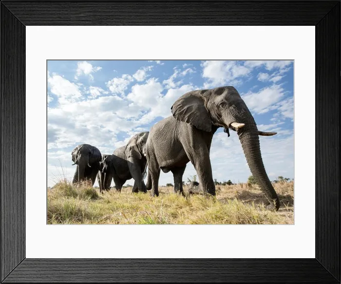 Framed Print : An abstract image from a low angle of elephants as they walk from Hwange national Park to Chobe National Park, Botswana Framed Print : An abstract image from a low angle of elephants as they walk from Hwange national Park to Chobe National Park, Botswana