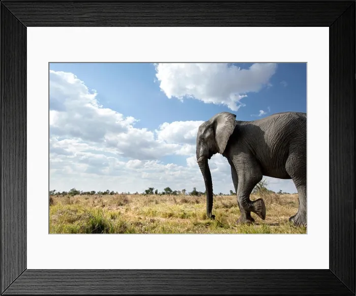 Framed Print : An abstract image from a low angle of elephants as they walk from Hwange national Park to Chobe National Park, Botswana Framed Print : An abstract image from a low angle of elephants as they walk from Hwange national Park to Chobe National Park, Botswana