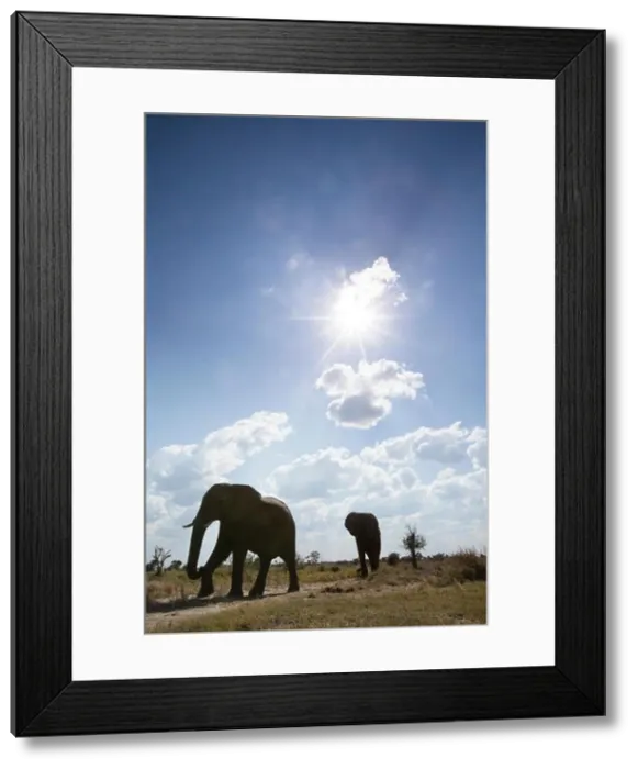 Framed Print : An abstract image from a low angle of elephants as they walk from Hwange national Park to Chobe National Park, Botswana Framed Print : An abstract image from a low angle of elephants as they walk from Hwange national Park to Chobe National Park, Botswana