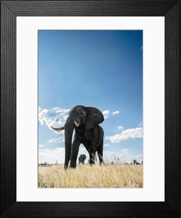 Framed Print : An abstract image from a low angle of elephants as they walk from Hwange national Park to Chobe National Park, Botswana Framed Print : An abstract image from a low angle of elephants as they walk from Hwange national Park to Chobe National Park, Botswana
