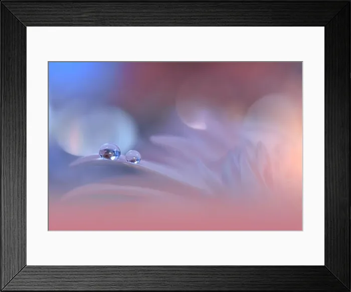 Framed Print : Beautiful Macro Photo.Colorful Flowers.Art Design.Magic Light.Close up Photography.Conceptual Abstract Image.Pink and Blue Background.Water Drop