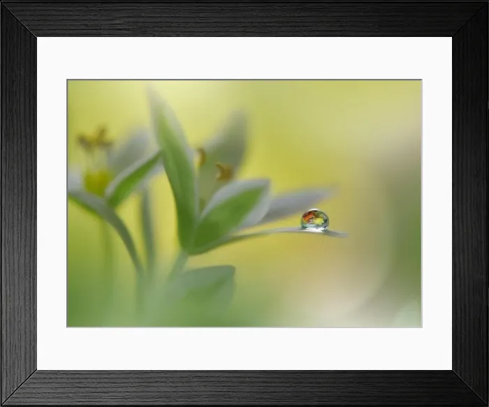 Framed Print : Beautiful Macro Photo.Colorful Flowers.Art Design.Magic Light.Close up Photography.Conceptual Abstract Image.Green and Yellow Background.Water Drop Framed Print : Beautiful Macro Photo.Colorful Flowers.Art Design.Magic Light.Close up Photography.Conceptual Abstract Image.Green and Yellow Background.Water Drop