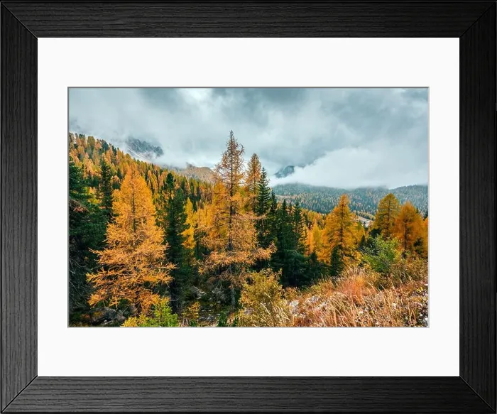 Framed Print : Incredible autumn view at Italian Dolomite Alps. Orange larches forest and foggy mountains peaks on background. Dolomites, Italy Framed Print : Incredible autumn view at Italian Dolomite Alps. Orange larches forest and foggy mountains peaks on background. Dolomites, Italy