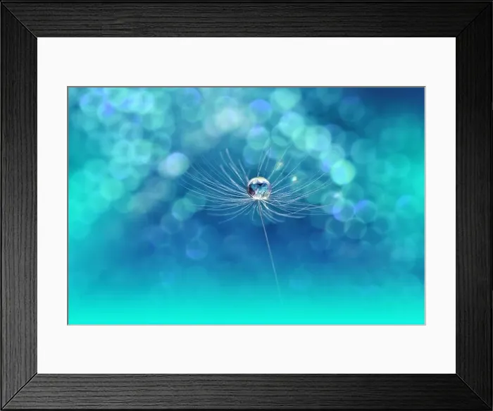 Framed Print : Beautiful Nature Background.Floral Art Design.Abstract Macro Photography.Dandelion Flower.Blue Background.Creative Artistic Wallpaper.Turquoise Color Framed Print : Beautiful Nature Background.Floral Art Design.Abstract Macro Photography.Dandelion Flower.Blue Background.Creative Artistic Wallpaper.Turquoise Color