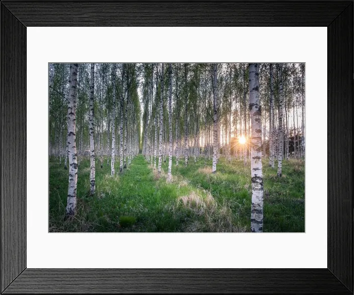 Framed Print : Many birch trees in the forest in the daytime Framed Print : Many birch trees in the forest in the daytime