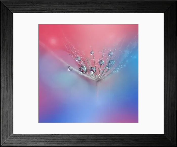 Framed Print : Beautiful Nature Background.Floral Art Design.Abstract Macro Photography.Dandelion Flower.Blue Background.Creative Artistic Wallpaper.Pink Color Framed Print : Beautiful Nature Background.Floral Art Design.Abstract Macro Photography.Dandelion Flower.Blue Background.Creative Artistic Wallpaper.Pink Color