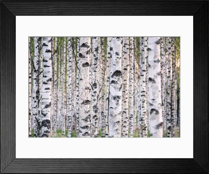 Framed Print : Many birch trees in the forest in the daytime Framed Print : Many birch trees in the forest in the daytime