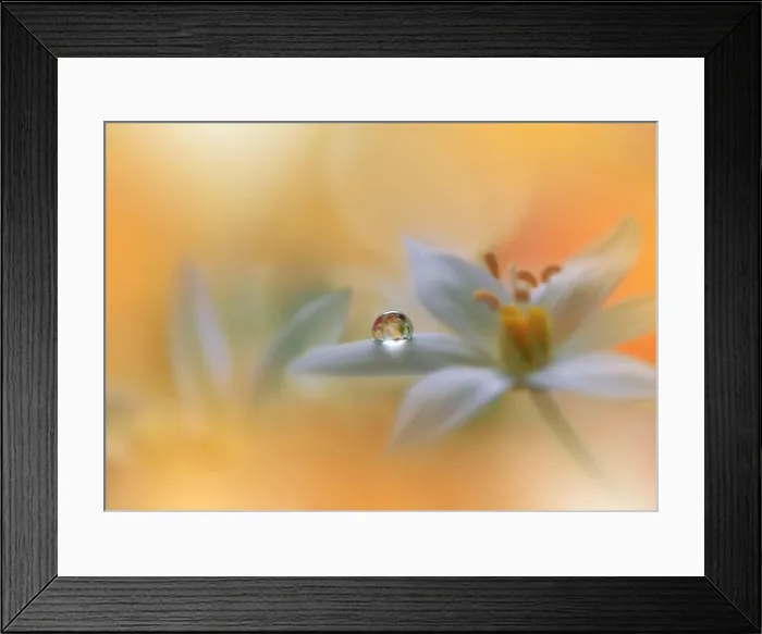 Framed Print : Beautiful Macro Photo.Colorful Flowers.Art Design.Magic Light.Close up Photography.Conceptual Abstract Image.Yellow and Orange Background.Water Drop Framed Print : Beautiful Macro Photo.Colorful Flowers.Art Design.Magic Light.Close up Photography.Conceptual Abstract Image.Yellow and Orange Background.Water Drop