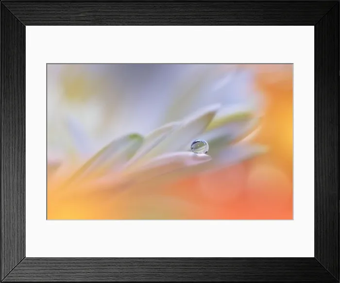 Framed Print : Beautiful Macro Photo.Colorful Flowers.Art Design.Magic Light.Close up Photography.Conceptual Abstract Image.Yellow and Orange Background.Water Drop Framed Print : Beautiful Macro Photo.Colorful Flowers.Art Design.Magic Light.Close up Photography.Conceptual Abstract Image.Yellow and Orange Background.Water Drop
