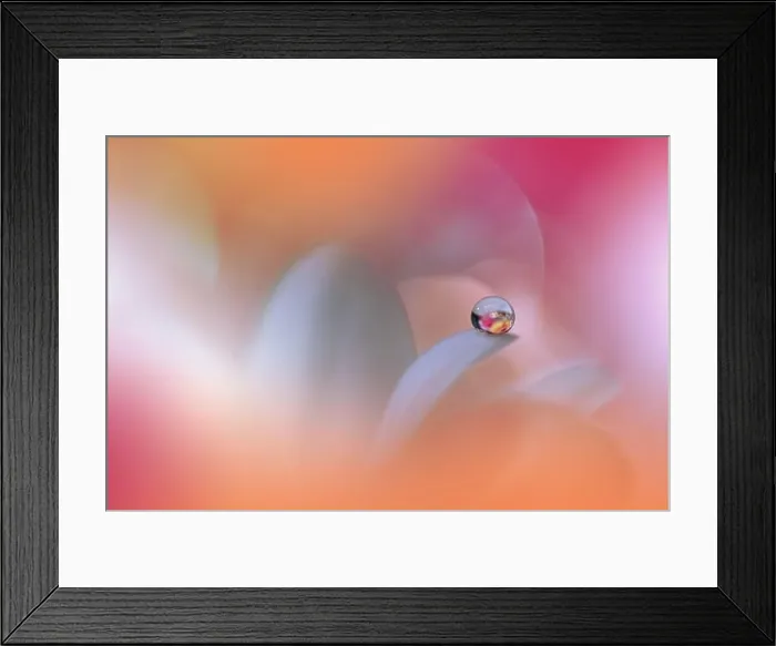 Framed Print : Beautiful Macro Photo.Colorful Flowers.Art Design.Magic Light.Close up Photography.Conceptual Abstract Image.Pink and Orange Background.Water Drop Framed Print : Beautiful Macro Photo.Colorful Flowers.Art Design.Magic Light.Close up Photography.Conceptual Abstract Image.Pink and Orange Background.Water Drop