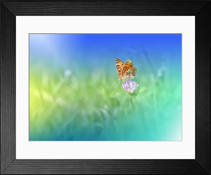 Framed Print : Beautiful Green Nature Background.Colorful Artistic Blue Wallpaper.Natural Macro Photography.Tranquil Beauty in Nature.Creative Butterfly Floral Art Framed Print : Beautiful Green Nature Background.Colorful Artistic Blue Wallpaper.Natural Macro Photography.Tranquil Beauty in Nature.Creative Butterfly Floral Art