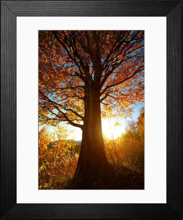 Framed Print : Majestic beech tree with sunny beams Framed Print : Majestic beech tree with sunny beams