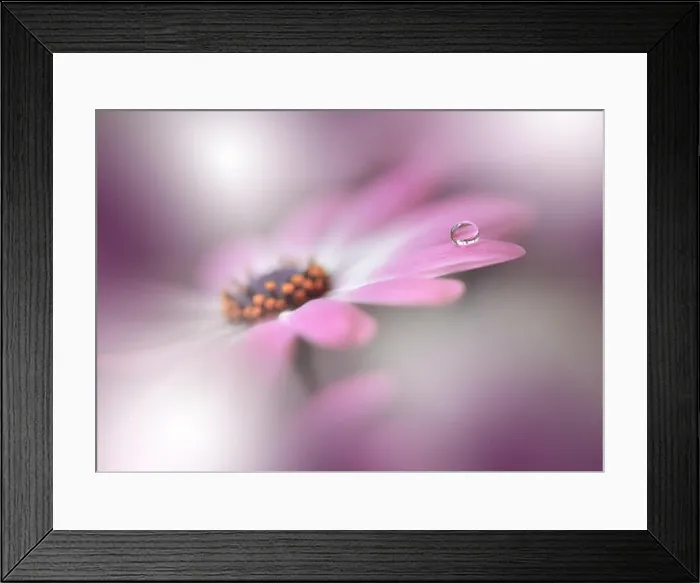 Framed Print : Beautiful Spring Nature Background and daisy.Abstract Macro Photography.Artistic closeup concept.Web Banner for design and website.Amazing Colorful Framed Print : Beautiful Spring Nature Background and daisy.Abstract Macro Photography.Artistic closeup concept.Web Banner for design and website.Amazing Colorful