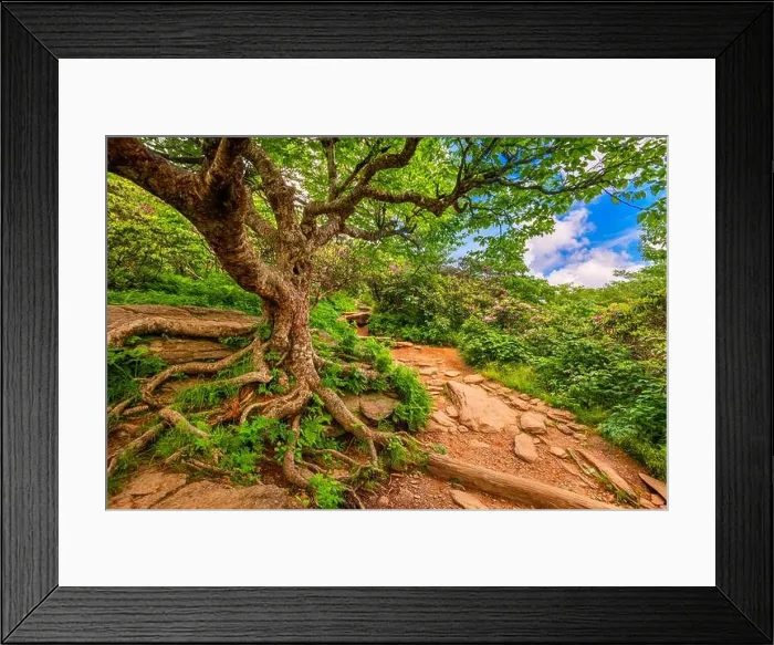 Framed Print : Trails at Craggy Gardens in North Carolina, USA Framed Print : Trails at Craggy Gardens in North Carolina, USA