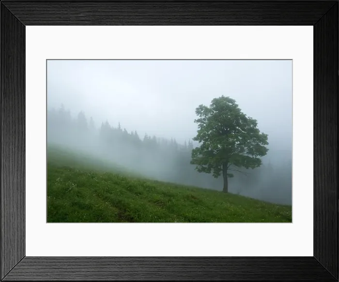 Framed Print : Alone tree in the fog. Beautiful Carpathian mountains in summer time, Ukraine, Europe Framed Print : Alone tree in the fog. Beautiful Carpathian mountains in summer time, Ukraine, Europe