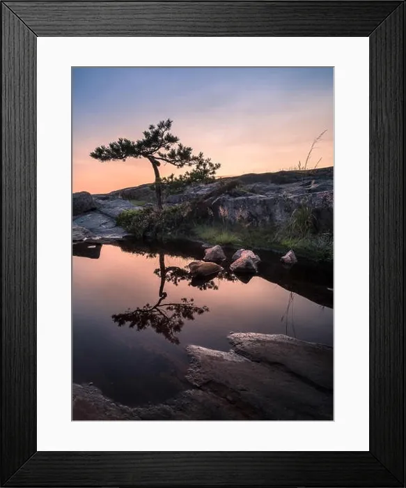 Framed Print : Beautiful pine tree reflection with sunset at summer evening in Coastline, Finland Framed Print : Beautiful pine tree reflection with sunset at summer evening in Coastline, Finland