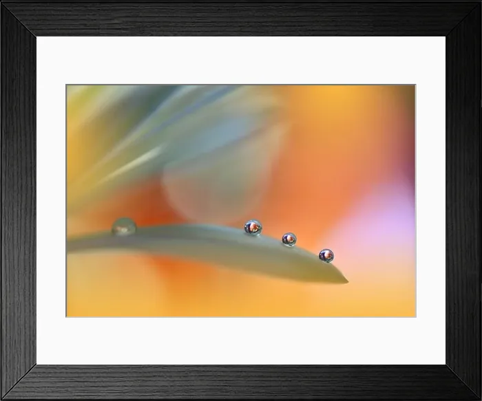 Framed Print : Beautiful Macro Photo.Colorful Flowers.Art Design.Magic Light.Close up Photography.Conceptual Abstract Image.Yellow and Orange Background.Water Drop