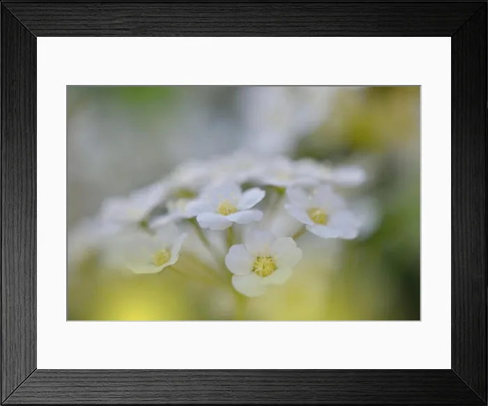 Framed Print : White Spring Flowers on Old Vintage Background.Beautiful Nature Wallpaper.Web Banner for design.Art photography.Artistic Floral Background.Creative Framed Print : White Spring Flowers on Old Vintage Background.Beautiful Nature Wallpaper.Web Banner for design.Art photography.Artistic Floral Background.Creative