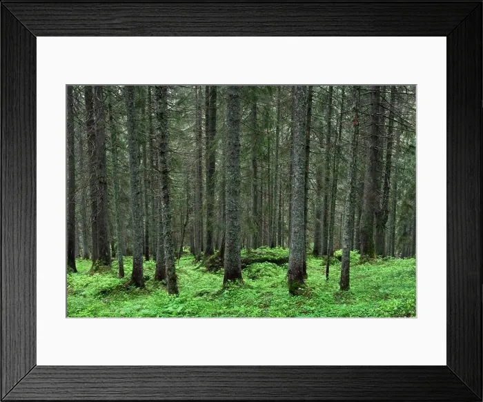Framed Print : Beautiful summer evergreen forest with pine trees and lush grass. Nature background, landscape photography Framed Print : Beautiful summer evergreen forest with pine trees and lush grass. Nature background, landscape photography