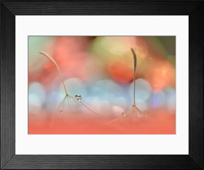 Framed Print : Beautiful Nature Background.Floral Art Design.Abstract Macro Photography.Pastel Flower.Dandelion Flowers.Orange Background.Creative Artistic Wallpaper Framed Print : Beautiful Nature Background.Floral Art Design.Abstract Macro Photography.Pastel Flower.Dandelion Flowers.Orange Background.Creative Artistic Wallpaper