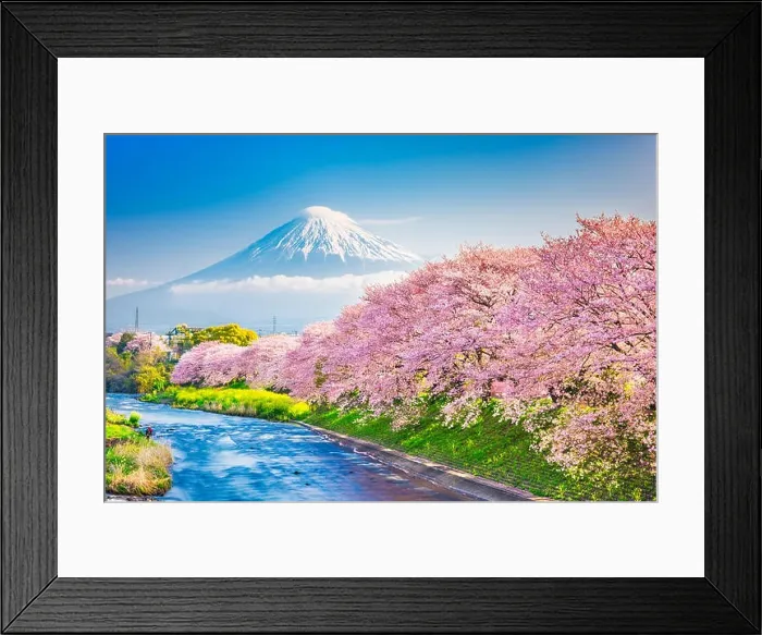 Framed Print : Mt. Fuji, Japan spring landscape and river with cherry blossoms Framed Print : Mt. Fuji, Japan spring landscape and river with cherry blossoms