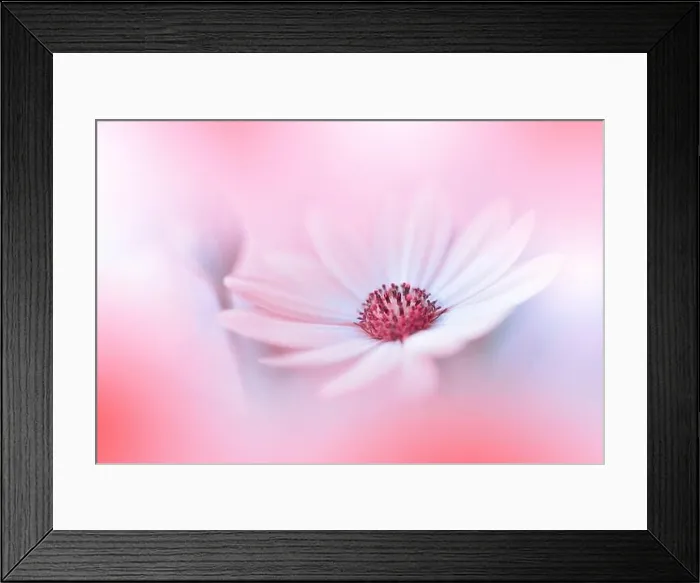 Framed Print : Beautiful Macro Photo.Colorful Flowers.Border Art Design.Magic Light.Close up Photography.Conceptual Abstract Image.Orange Background.Copy Space Framed Print : Beautiful Macro Photo.Colorful Flowers.Border Art Design.Magic Light.Close up Photography.Conceptual Abstract Image.Orange Background.Copy Space