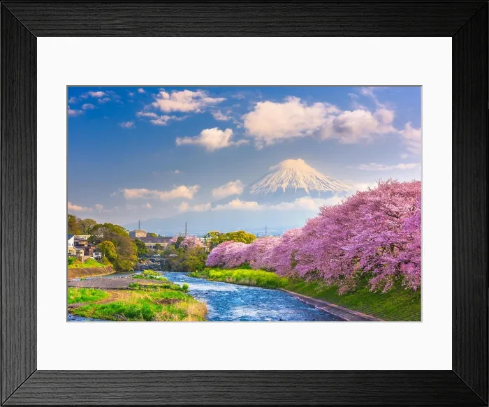 Framed Print : Mt. Fuji, Japan spring landscape and river with cherry blossoms Framed Print : Mt. Fuji, Japan spring landscape and river with cherry blossoms