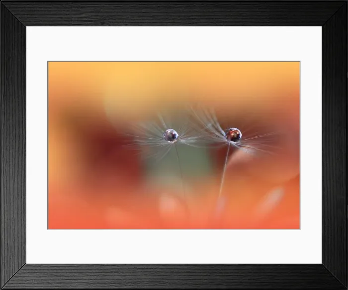 Framed Print : Beautiful Nature Background.Floral Art Design.Abstract Macro Photography.Pastel Flower.Dandelion Flowers.Orange Background.Creative Artistic Wallpaper Framed Print : Beautiful Nature Background.Floral Art Design.Abstract Macro Photography.Pastel Flower.Dandelion Flowers.Orange Background.Creative Artistic Wallpaper