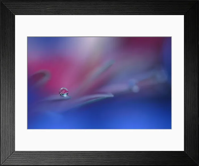 Framed Print : Beautiful Macro Photo.Colorful Flowers.Border Art Design.Magic Light.Close up Photography.Conceptual Abstract Image.Violet and Blue Background.Drop Framed Print : Beautiful Macro Photo.Colorful Flowers.Border Art Design.Magic Light.Close up Photography.Conceptual Abstract Image.Violet and Blue Background.Drop