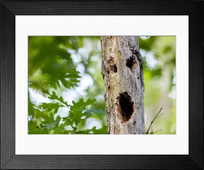 Framed Print : Scary face in tree trunk - Brevard, North Carolina, USA Framed Print : Scary face in tree trunk - Brevard, North Carolina, USA