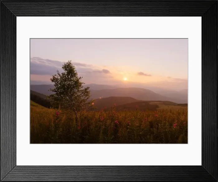 Framed Print : Pink blooming Sally flowers covered mountains meadow in summer time. Beauty sunset light glowing on a foreground. Landscape photography Framed Print : Pink blooming Sally flowers covered mountains meadow in summer time. Beauty sunset light glowing on a foreground. Landscape photography