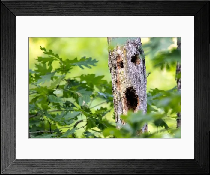 Framed Print : Scary face in tree trunk - Brevard, North Carolina, USA Framed Print : Scary face in tree trunk - Brevard, North Carolina, USA
