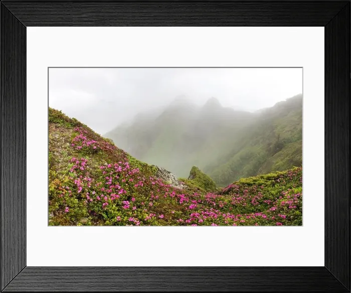 Framed Print : Rhododendron flowers covered mountains meadow in summer time. Fog and mist envelops the mountain peaks. Landscape photography Framed Print : Rhododendron flowers covered mountains meadow in summer time. Fog and mist envelops the mountain peaks. Landscape photography