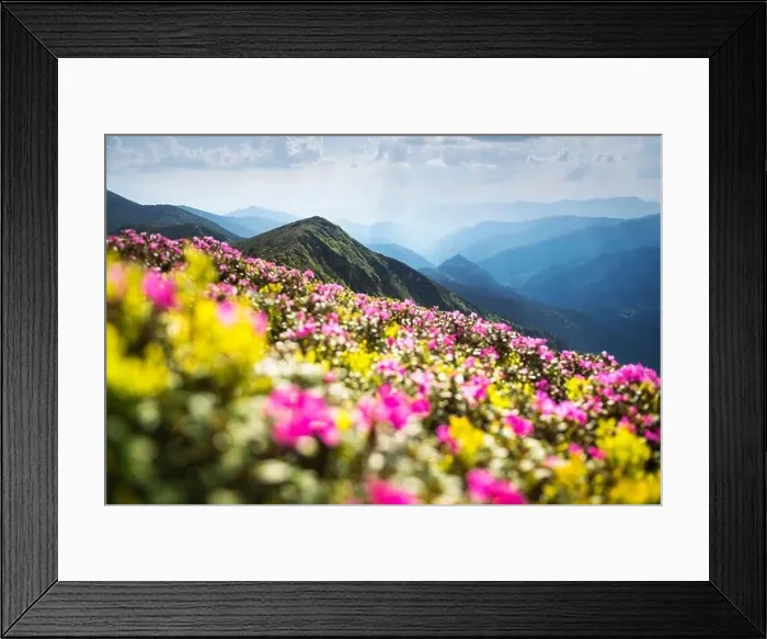 Framed Print : Rhododendron flowers covered mountains meadow in summer time. Purple sunrise light glowing on a foreground. Landscape photography Framed Print : Rhododendron flowers covered mountains meadow in summer time. Purple sunrise light glowing on a foreground. Landscape photography
