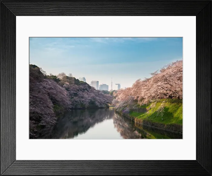 Framed Print : View of massive cherry blossoming in Tokyo, Japan as background. Photoed at Chidorigafuchi, Tokyo, Japan Framed Print : View of massive cherry blossoming in Tokyo, Japan as background. Photoed at Chidorigafuchi, Tokyo, Japan