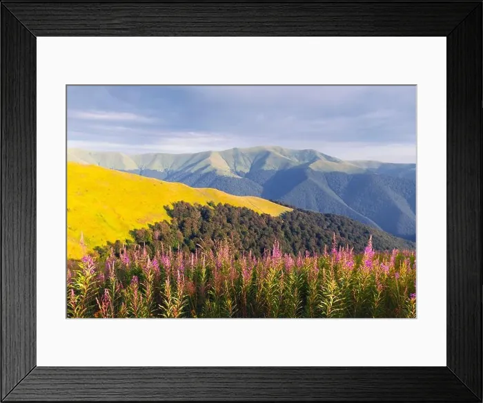 Framed Print : Pink blooming Sally flowers covered mountains meadow in summer time. Beauty sunset light glowing on a foreground. Landscape photography Framed Print : Pink blooming Sally flowers covered mountains meadow in summer time. Beauty sunset light glowing on a foreground. Landscape photography
