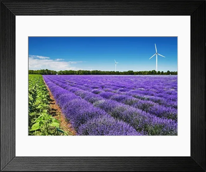 Framed Print : Beautiful blooming lavender field and wind turbines on background in Bulgaria Framed Print : Beautiful blooming lavender field and wind turbines on background in Bulgaria