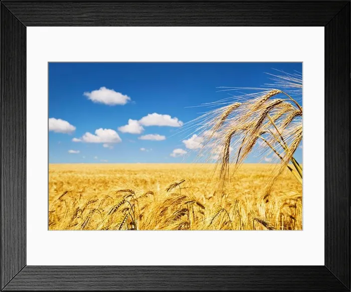 Framed Print : Golden rye field over blue sky in Bulgaria Framed Print : Golden rye field over blue sky in Bulgaria