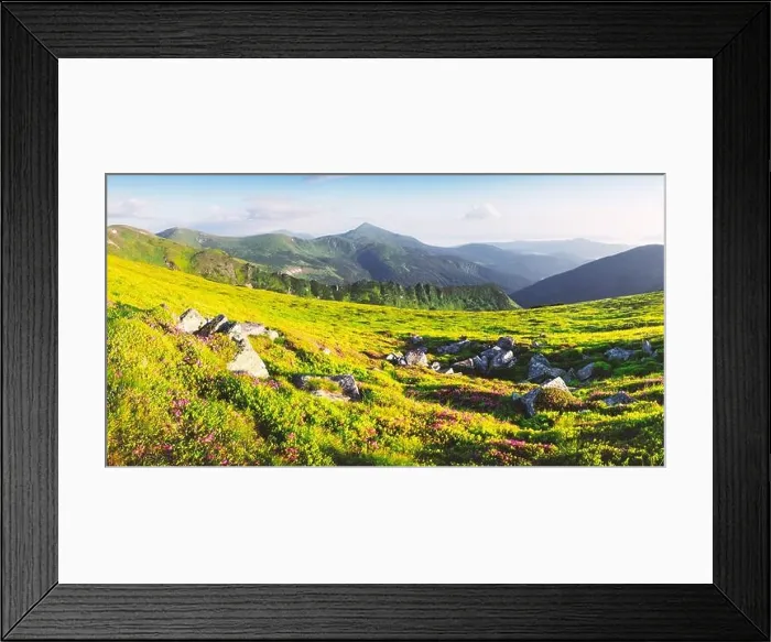 Framed Print : Rhododendron flowers covered mountains meadow in summer time. Beauty sunrise light glowing on a foreground. Landscape photography Framed Print : Rhododendron flowers covered mountains meadow in summer time. Beauty sunrise light glowing on a foreground. Landscape photography