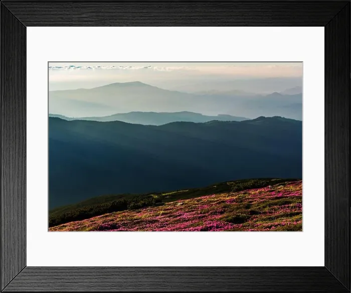 Framed Print : Rhododendron flowers covered mountains meadow in summer time. Purple sunrise light glowing on a foreground. Landscape photography Framed Print : Rhododendron flowers covered mountains meadow in summer time. Purple sunrise light glowing on a foreground. Landscape photography