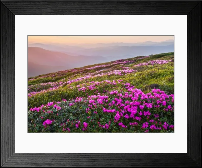 Framed Print : Rhododendron flowers covered mountains meadow in summer time. Purple sunrise light glowing on a foreground. Landscape photography