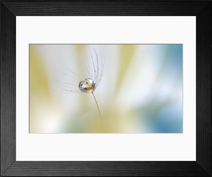 Framed Print : Beautiful Nature Macro Photography.Abstract Colorful Background.Blue and White Colors.Creative Artwork.Spring White Flowers.Artistic Floral Art Framed Print : Beautiful Nature Macro Photography.Abstract Colorful Background.Blue and White Colors.Creative Artwork.Spring White Flowers.Artistic Floral Art