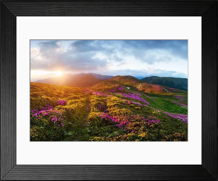 Framed Print : Rhododendron flowers covered mountains meadow in summer time. Purple sunrise light glowing on a foreground. Landscape photography Framed Print : Rhododendron flowers covered mountains meadow in summer time. Purple sunrise light glowing on a foreground. Landscape photography