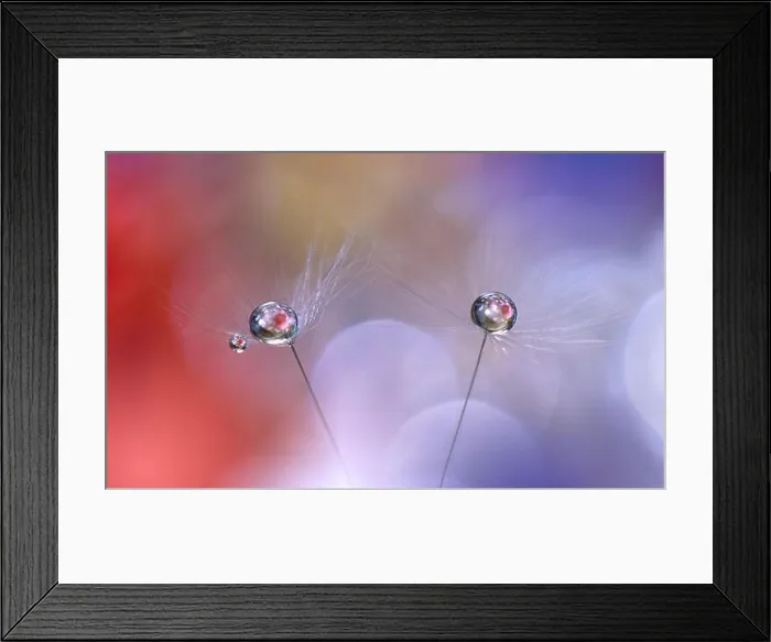 Framed Print : Beautiful Nature Background and Dandelion Flowers.Valentine Day.Romantic Love.Orange and Blue Colors.Creative Abstract Artwork.Romance.Anniversary Framed Print : Beautiful Nature Background and Dandelion Flowers.Valentine Day.Romantic Love.Orange and Blue Colors.Creative Abstract Artwork.Romance.Anniversary