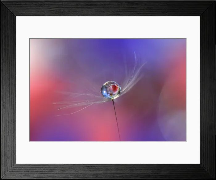 Framed Print : Beautiful Spring Nature Background, dandelion flower.Amazing Colorful Wallpaper.Orange and Blue Colors.Extreme close up macro photography.Drop, water