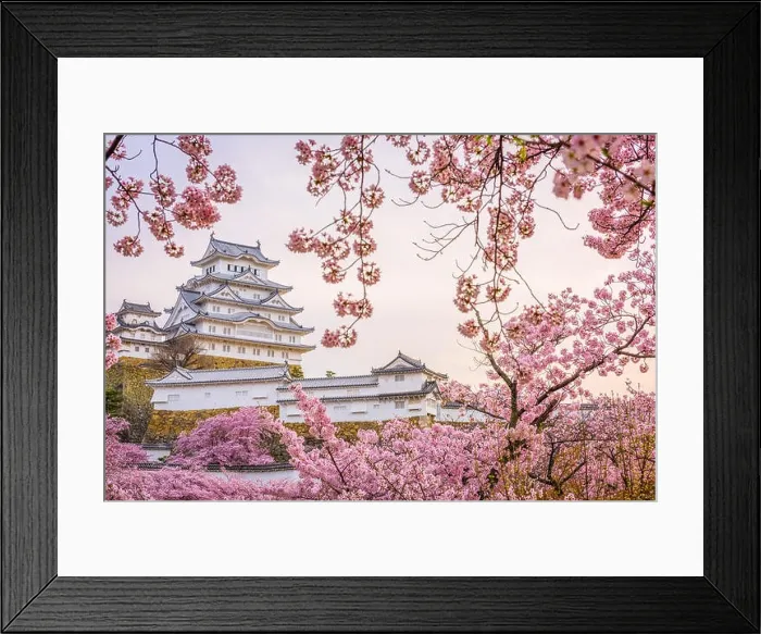 Framed Print : Himeji, Japan at Himeji Castle during spring cherry blossom season Framed Print : Himeji, Japan at Himeji Castle during spring cherry blossom season