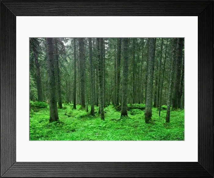 Framed Print : Beautiful summer evergreen forest with pine trees and lush grass. Nature background, landscape photography Framed Print : Beautiful summer evergreen forest with pine trees and lush grass. Nature background, landscape photography