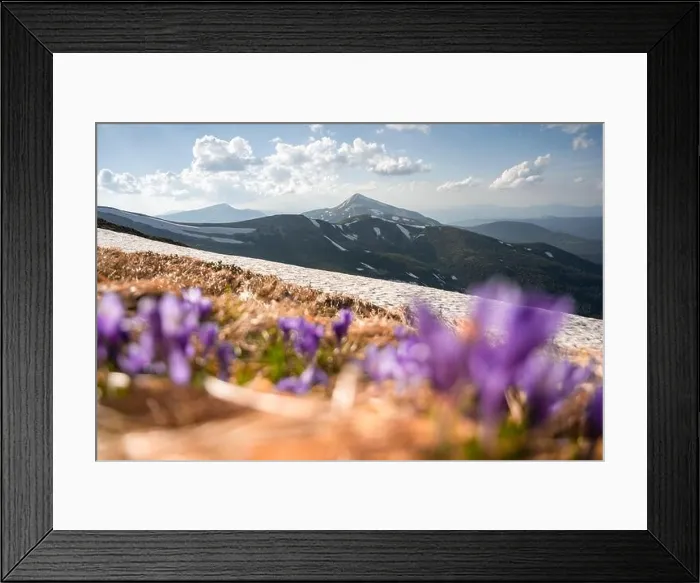 Framed Print : Crocus flowers on spring Ukrainian Carpathians mountains. Landscape photography Framed Print : Crocus flowers on spring Ukrainian Carpathians mountains. Landscape photography